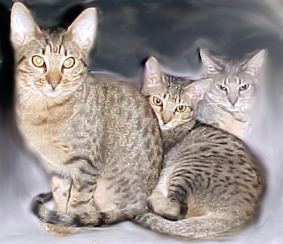 an ocicat rainbow!