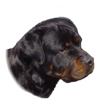 Rottweiler