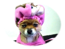 Pomeranian
