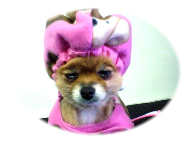 Pomeranian