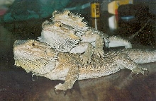 My dragons