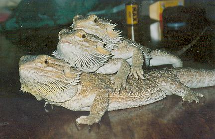 My dragons