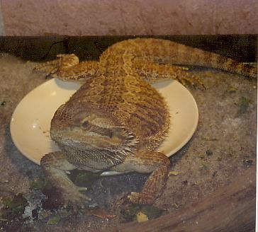 Sandy's dish