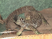 Shedding Argus