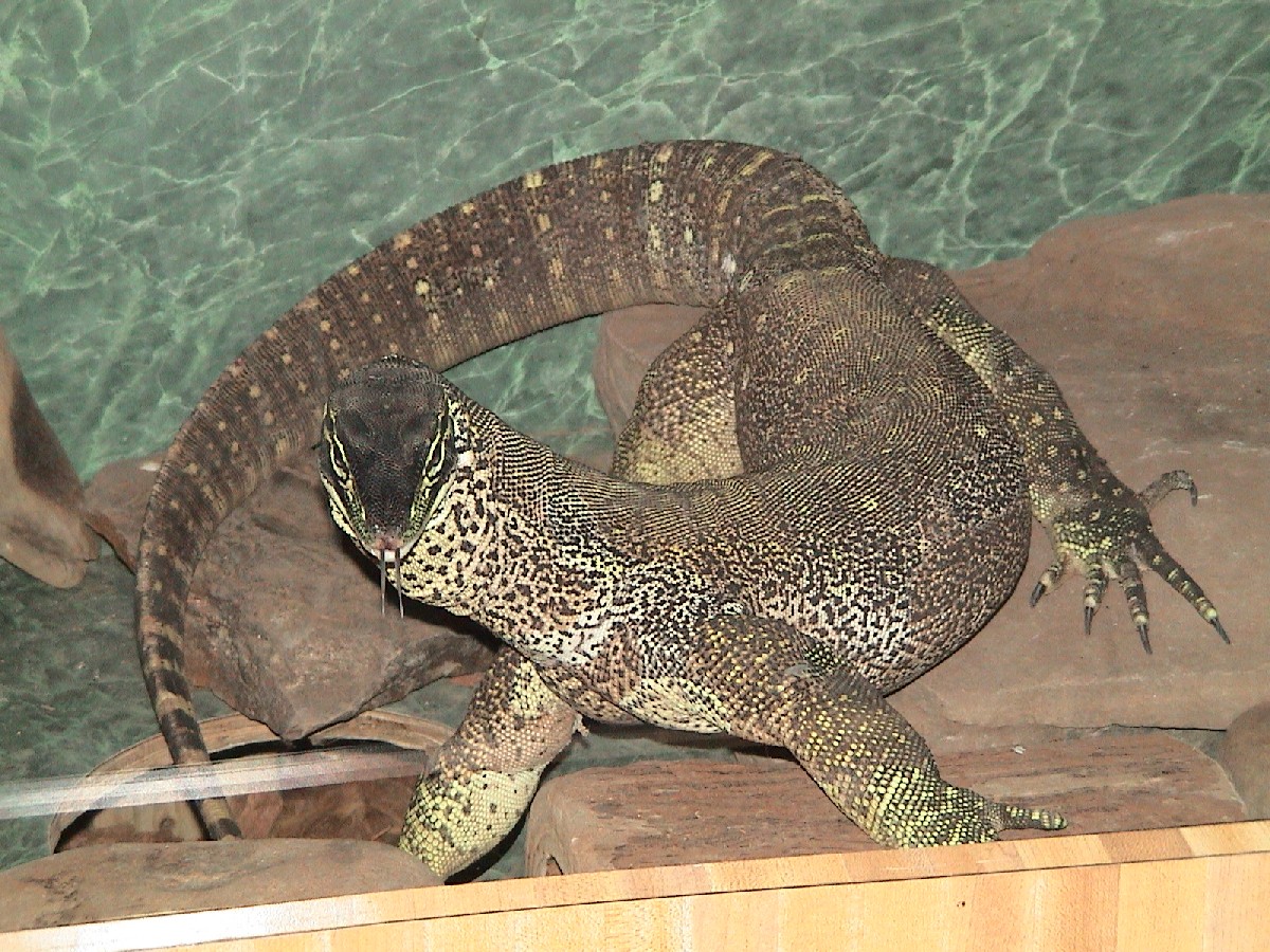 Shedding Argus