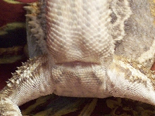Male or Female Bearded Dragon?