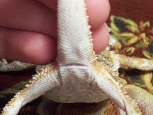 Male or Female Bearded Dragon?