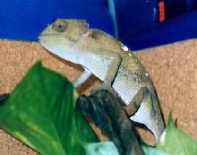 Comet Basking