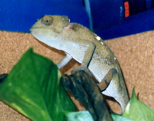 Comet Basking