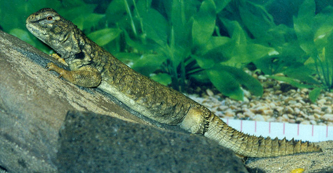 Molly Basking