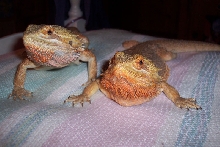 Cleo and Banzai