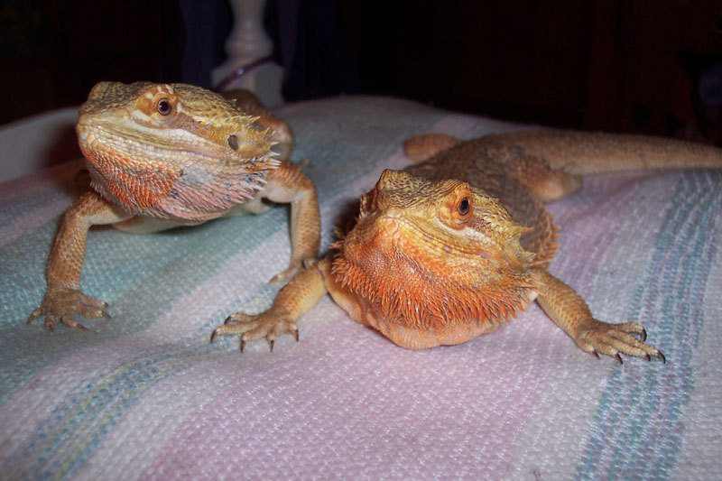 Cleo and Banzai