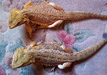 Cleo and Banzai again