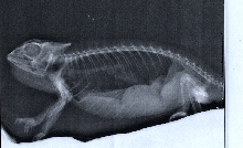 Comet's X-Ray
