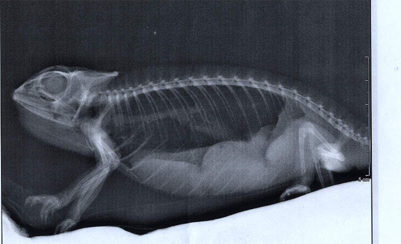 Comet's X-Ray