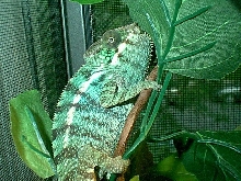 Male Nosey Be