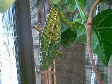 carpet chameleon