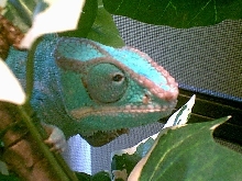 Kermit