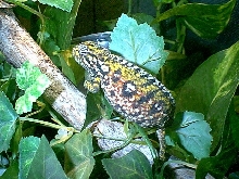 carpet chameleon