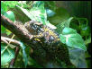 Gravid carpet