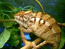 female panther
