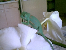 Tweeper--when small
