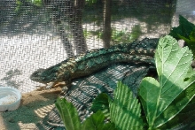 Buzzard the Lizard