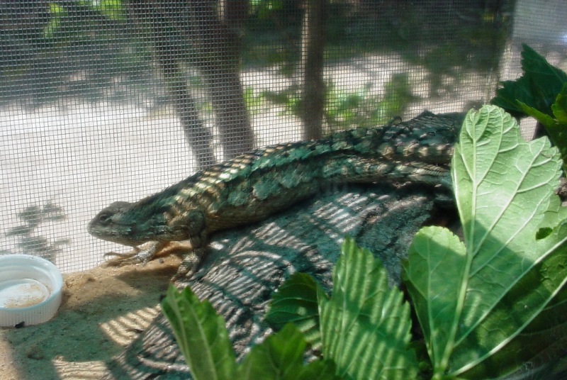 Buzzard the Lizard