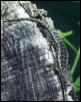 Spiny lizard 1