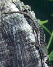 Spiny lizard 1