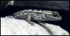 spiny lizard 1b