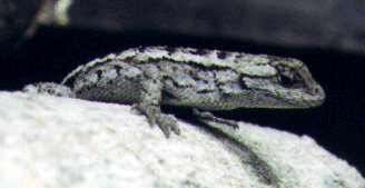 spiny lizard 1b