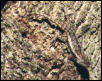spiny lizard #2
