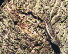 spiny lizard #2