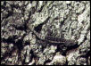 spiny lizard #3