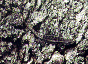 spiny lizard #3