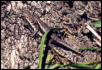 lizard #2 & #4 mating