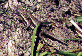 lizard #2 & #4 mating