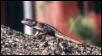 Lizard #4