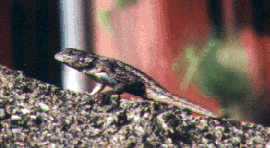 Lizard #4