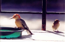 Red-Bellied Woodpecker