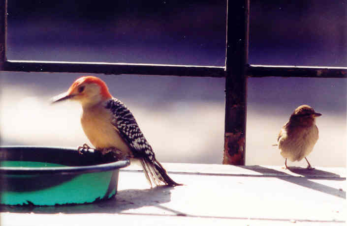 Red-Bellied Woodpecker