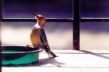 Red-Bellied Woodpecker