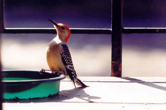 Red-Bellied Woodpecker