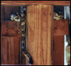 Snake in shed 1