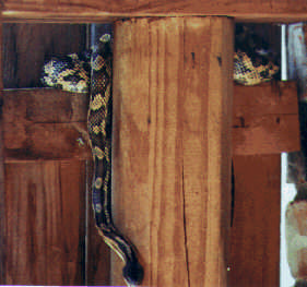 Snake in shed 1