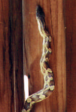 Snake in shed 2