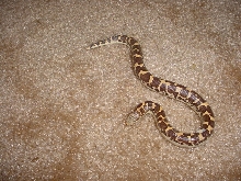 Shai'tan the Sand Boa
