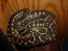 Meet Lillith