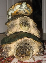 A Turtle tree
